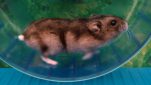 Hamster running in a hamster ball