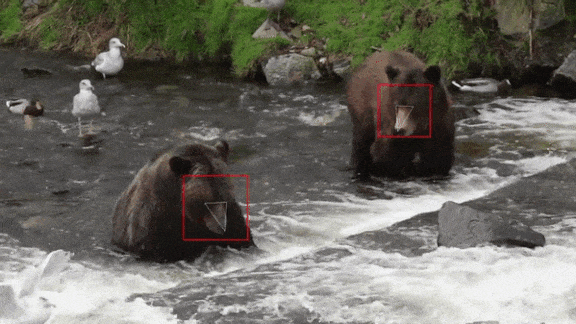 Face recognition system working on a bear