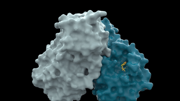Colorful chemical fragments bind to the main protease of the SARS-CoV-2 virus