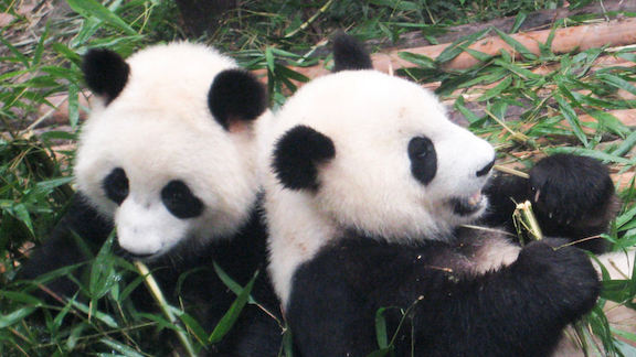 Two pandas eating