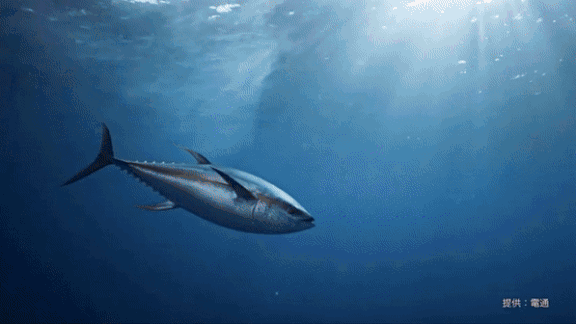 Series of images and videclips related to the smartphone app Tuna Scope
